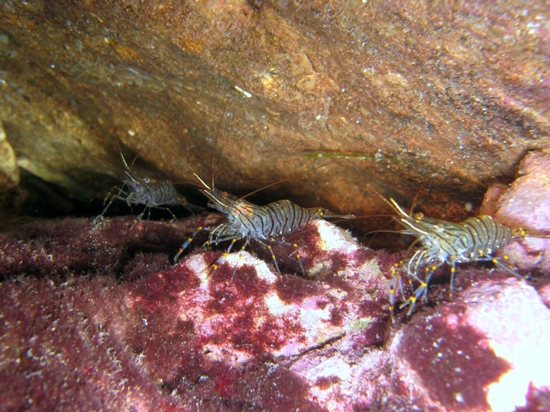 Differenze tra Palaemon serratus e Palaemon elegans